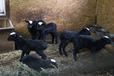 Более 20 детенышей родилось у питомцев нижегородского зоопарка &laquo;Лимпопо&raquo; (ФОТО) - фото 4
