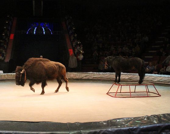 Летающий медведь и &laquo;Колесо смелости&raquo;: нижегородский цирк приглашает в &laquo;Звездный круиз&raquo; (ФОТО) - фото 43