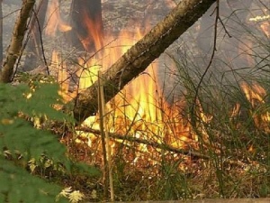 Почвенная засуха сохраняется в двух районах Нижегородской области