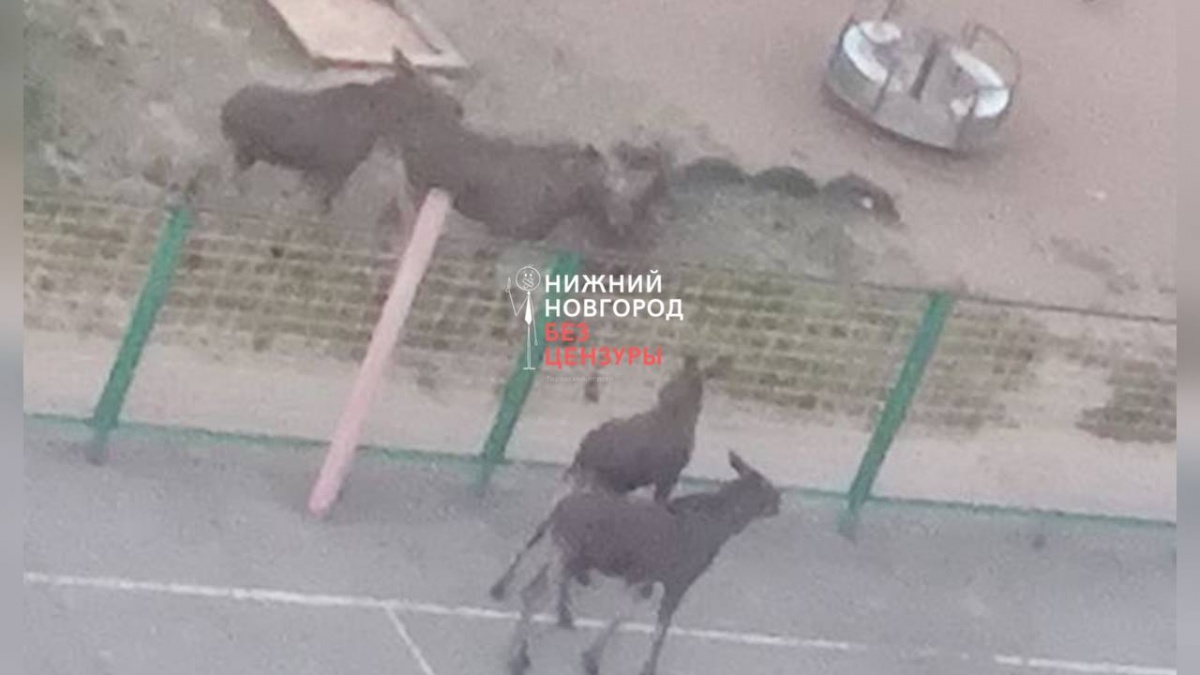 Стадо лосей обнаружили на баскетбольной площадке в Нижнем Новгороде