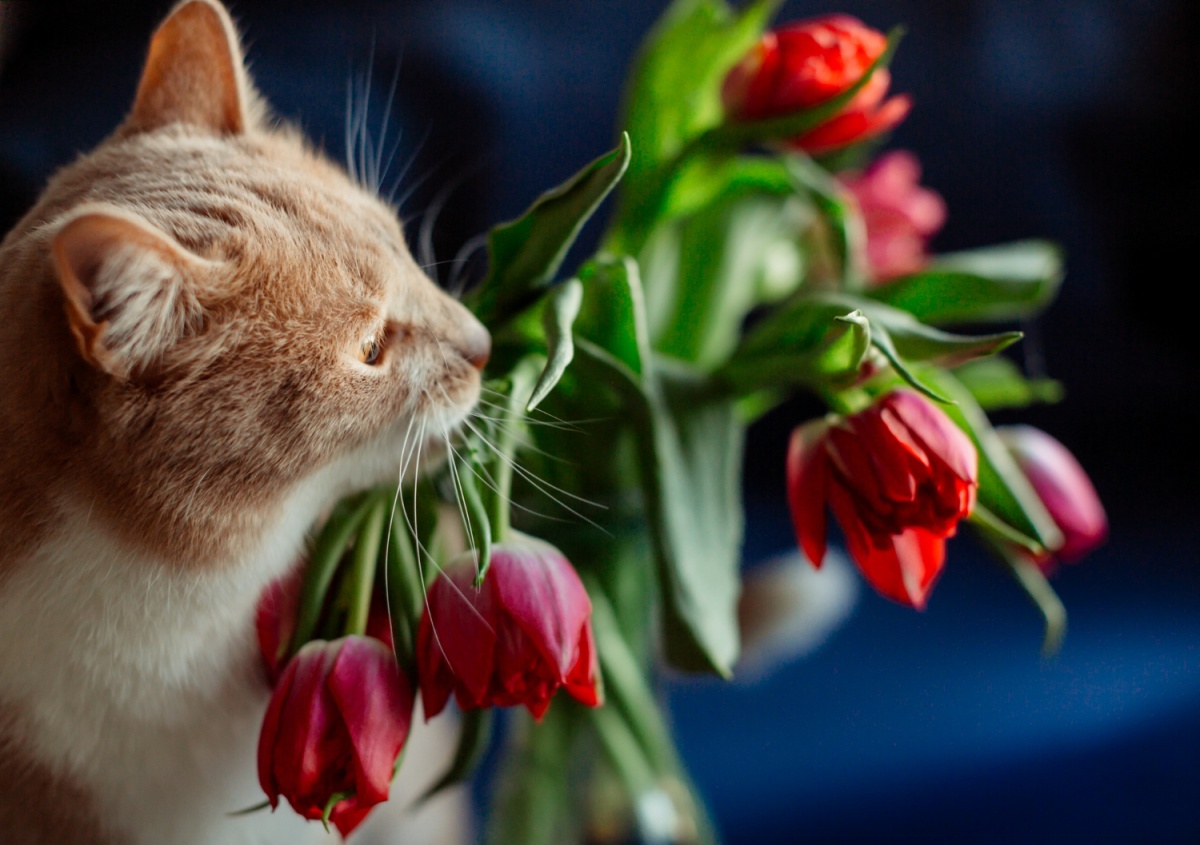 Нижегородцев предупредили, чем опасны для животных цветы, подаренные на 8 марта - фото 1