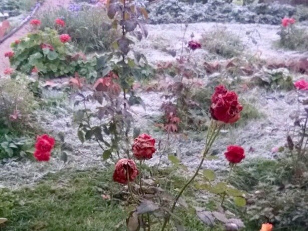 Первый снег выпал в Нижегородской области - фото 1