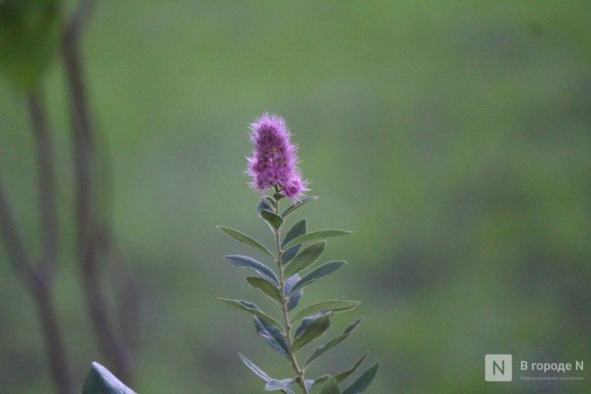 Опубликованы фото обновленного сквера с фонтаном в Нижнем Новгороде - фото 48