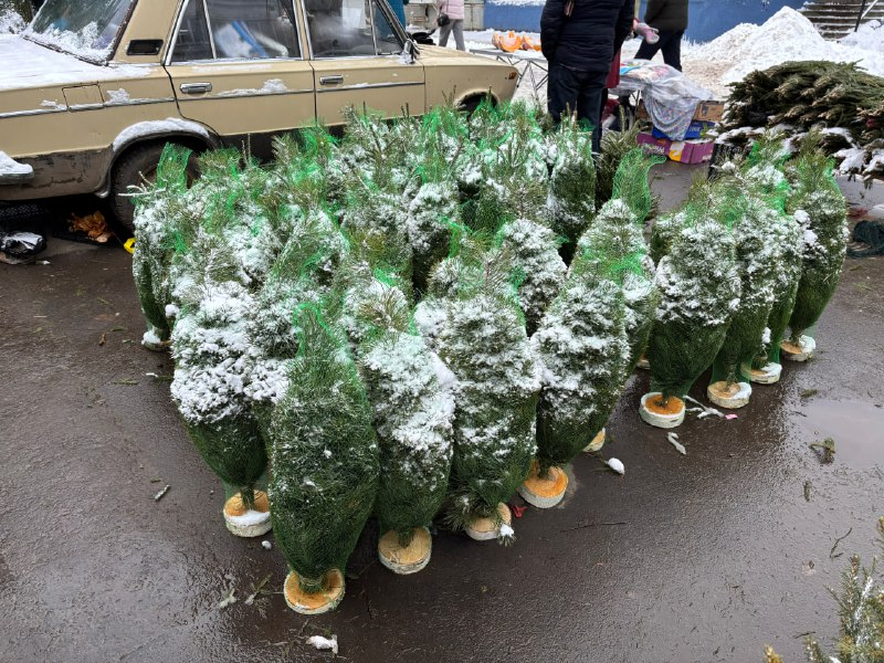 330 елок изъяли из незаконной продажи в Нижнем Новгороде - фото 1