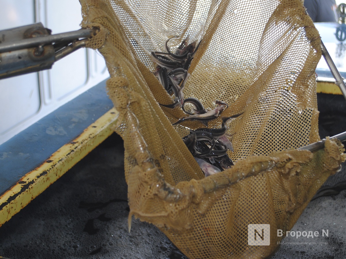 Уголовные дела завели на браконьеров в Нижегородской области - фото 1