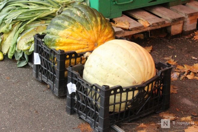 Обитатели нижегородского зоопарка &laquo;Лимпопо&raquo; подготовились к зиме - фото 6