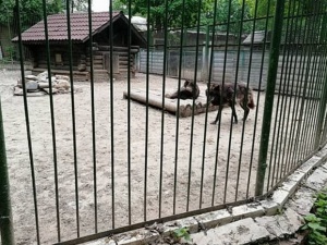 Коллектив «Мишутки» после обращения к Путину получил ответ о перспективах зоопарка