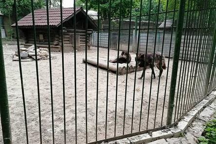 Коллектив &laquo;Мишутки&raquo; после обращения к Путину получил ответ о перспективах зоопарка