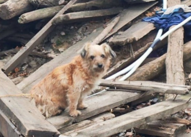 Нижегородские волонтеры спасли от усыпления десятерых собак из Оренбурга - фото 1