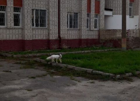 Необычную белую лисицу заметили в одном из городов Нижегородской области - фото 1