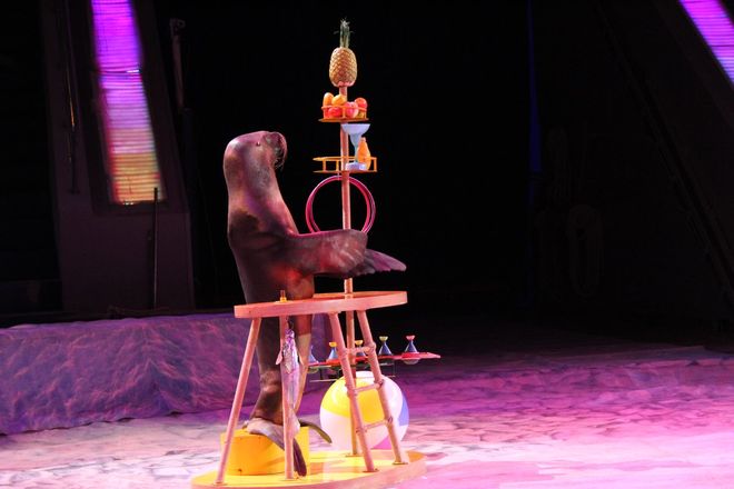 Пингвины на манеже: новогоднее шоу в нижегородском цирке - фото 25