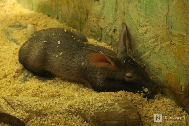 Детки в объективе: показываем милых малышей, которые родились в нижегородском зоопарке «Лимпопо» - фото 7