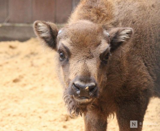 Детки в объективе: показываем милых малышей, которые родились в нижегородском зоопарке «Лимпопо» - фото 27