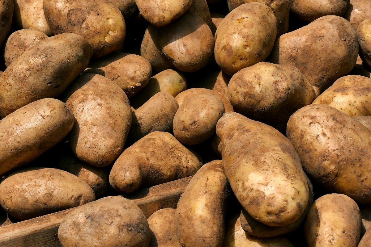 Более чем на 27% увеличилось производство картофеля в Нижегородской области - фото 1