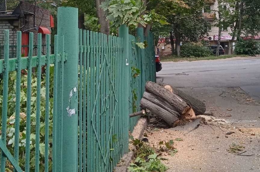 50 опасных деревьев уберут по просьбам жителей Приокского района - фото 1