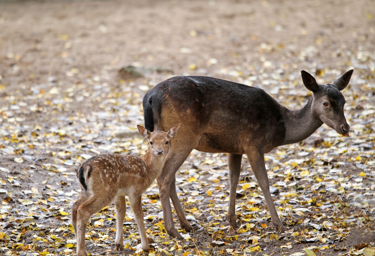 Гуанако, лань и капуцин появились на свет в нижегородском зоопарке «Лимпопо» - фото 1