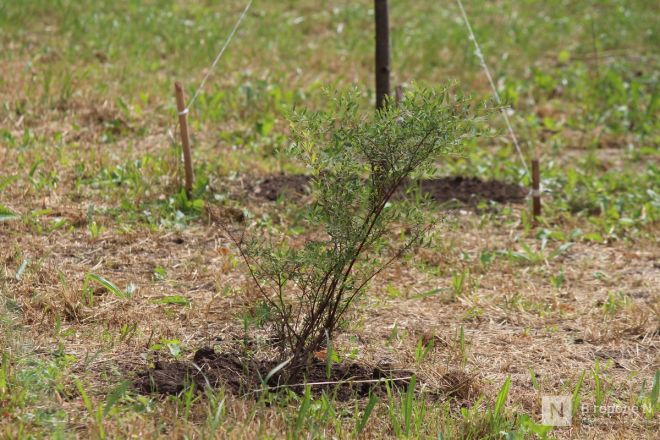 Теннисные столы и велодорожка появились на улице Веденяпина в Нижнем Новгороде - фото 39