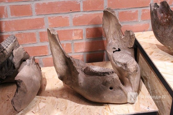 Ледниковый период по-нижегородски: палеонтологическая выставка открылась в Кремле - фото 21