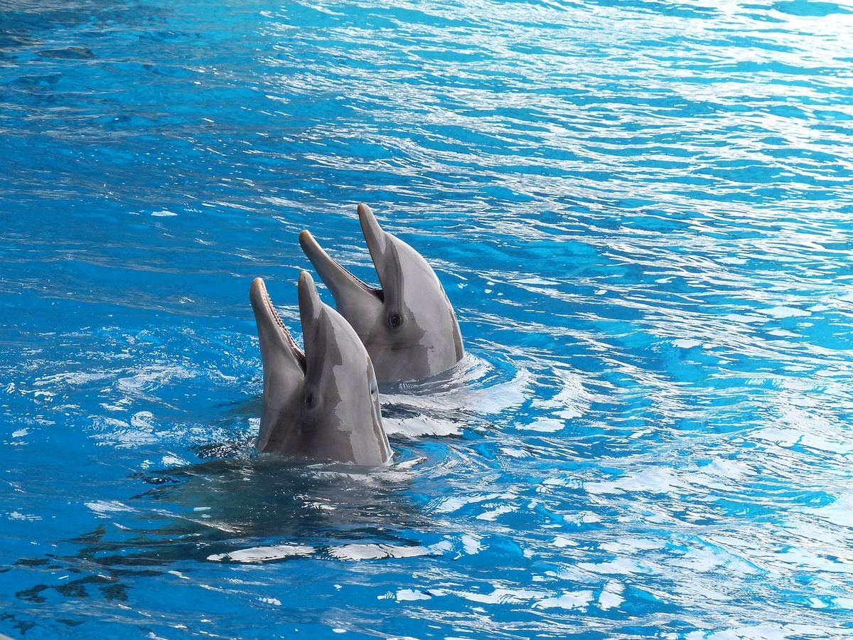 Нижегородский дельфинарий просит помощи у губернатора - фото 1