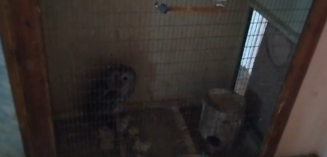 Обнаруженную блогером сову в клетке нижегородцы спасли от ворон - фото 1