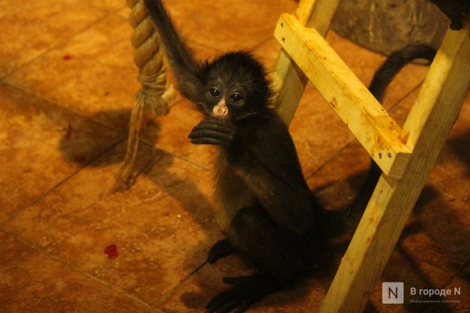 Детки в объективе: показываем милых малышей, которые родились в нижегородском зоопарке «Лимпопо» - фото 79