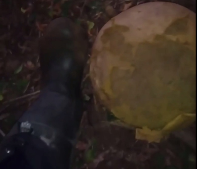 Поляну с гигантскими грибами нашел нижегородец в Балахнинском районе - фото 1