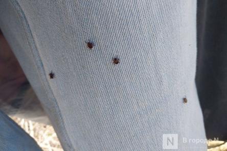 Больше 100 нижегородцев подверглись атакам клещей