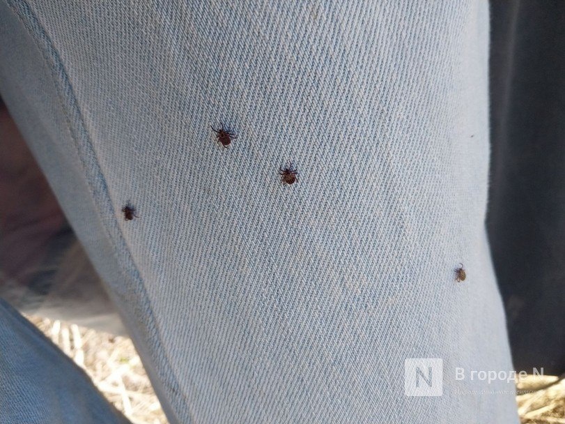 Больше 100 нижегородцев подверглись атакам клещей - фото 1