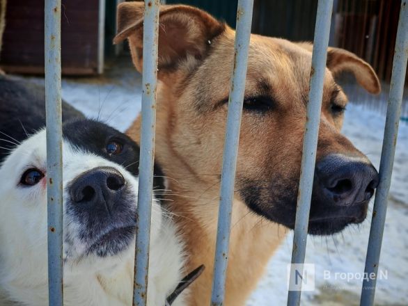 Преданные глаза и сложные судьбы. Репортаж из приюта для бездомных животных в Нижнем Новгороде - фото 23
