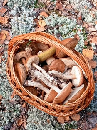 Сезон белых грибов завершается в Нижегородской области - фото 4