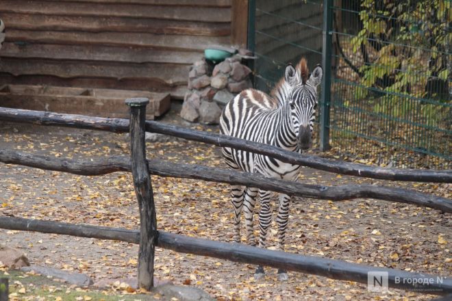 Детки в объективе: показываем милых малышей, которые родились в нижегородском зоопарке «Лимпопо» - фото 64