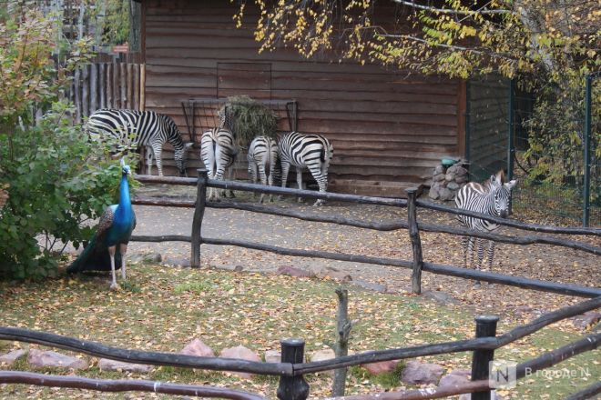 Детки в объективе: показываем милых малышей, которые родились в нижегородском зоопарке «Лимпопо» - фото 66