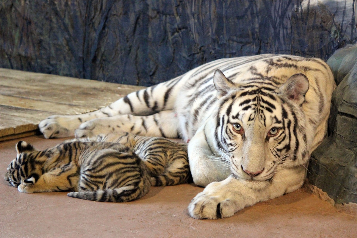 Бенгальские тигрята родились в нижегородском зоопарке - фото 1