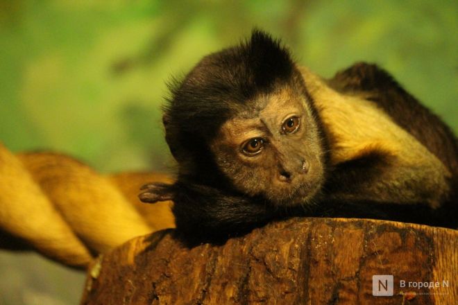 Детки в объективе: показываем милых малышей, которые родились в нижегородском зоопарке «Лимпопо» - фото 44