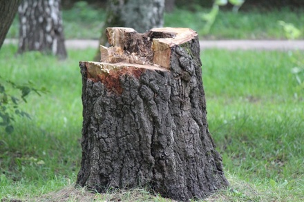 Житель Шаранги нарубил деревьев на 700 тысяч рублей