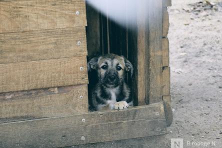 Нижегородка выбрасывала щенков и распыляла в свою собаку перцовый баллончик