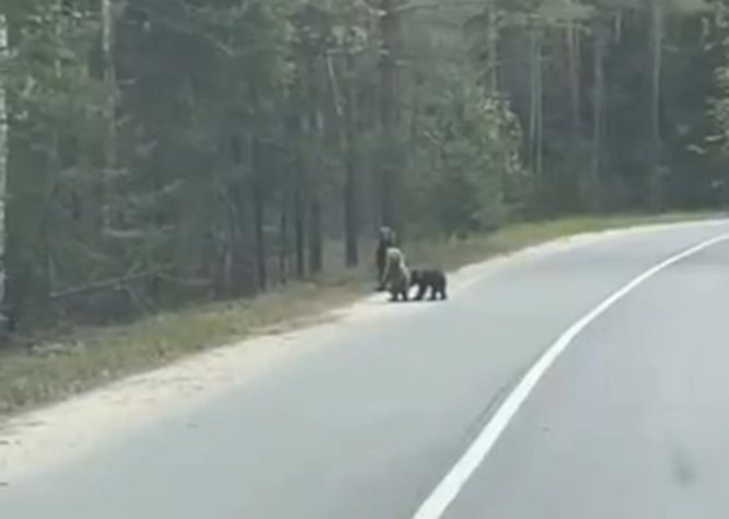 Любопытные медвежата вышли на дорогу на Бору - фото 1