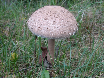 Около 30 нижегородцев ежегодно травятся грибами