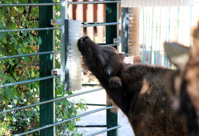 Чешские чесалки для животных устанавливают в нижегородском зоопарке - фото 1
