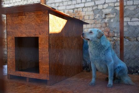 Стихотворение о знаменитых дзержинских синих собаках появилось в Сети