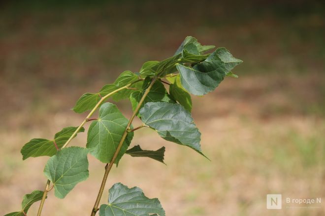 Теннисные столы и велодорожка появились на улице Веденяпина в Нижнем Новгороде - фото 12